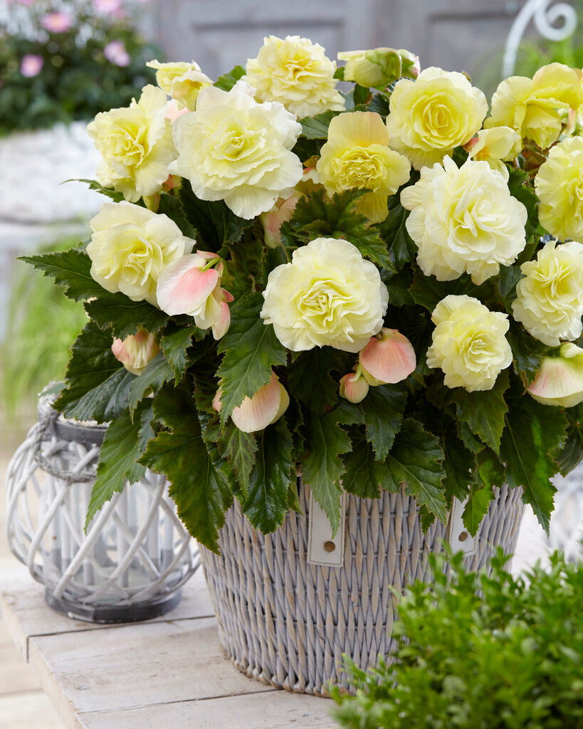 Begonia Wummi Creme