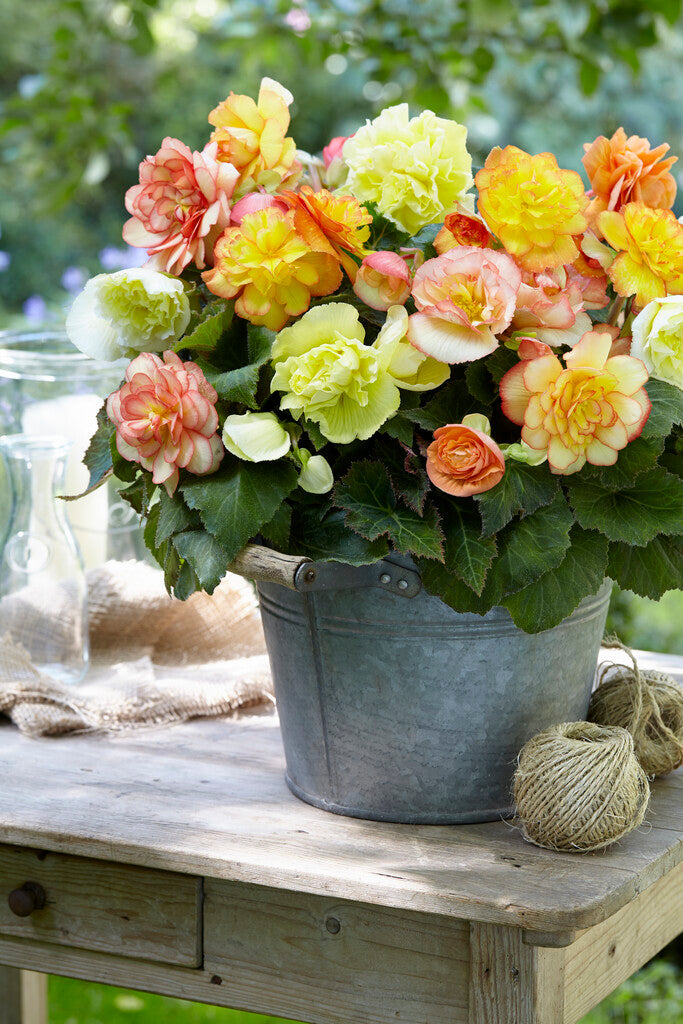 Begonia Wummi Maskerade