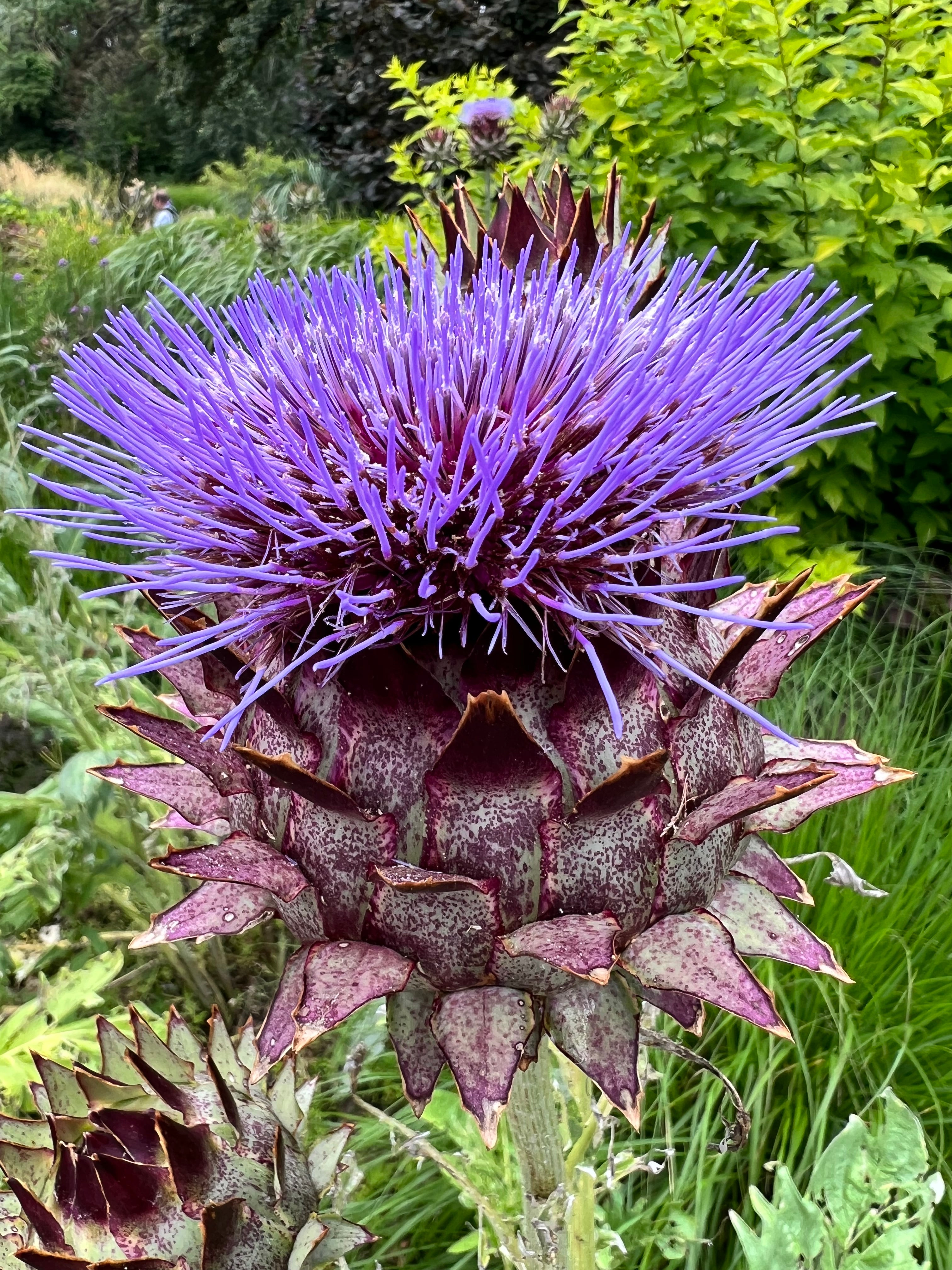 Cardoon (artichoke Thistle)