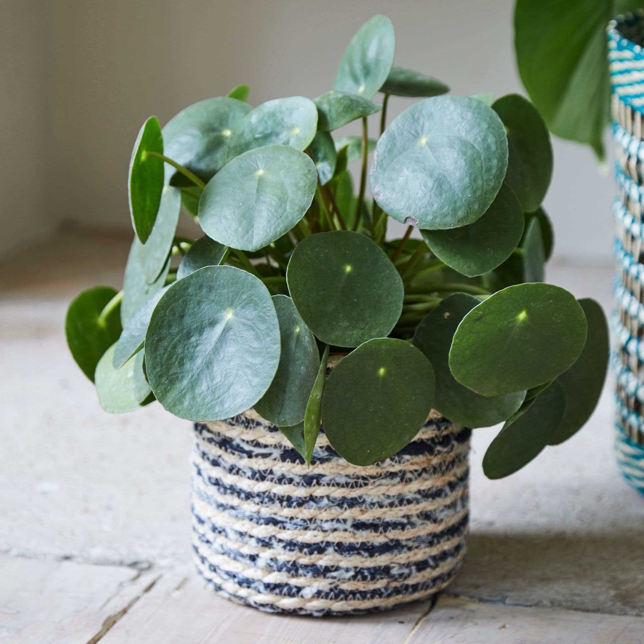 2x DenimandNatural Stripes Seagrass Basket Indoor Plant Pot  W12 X H12cm