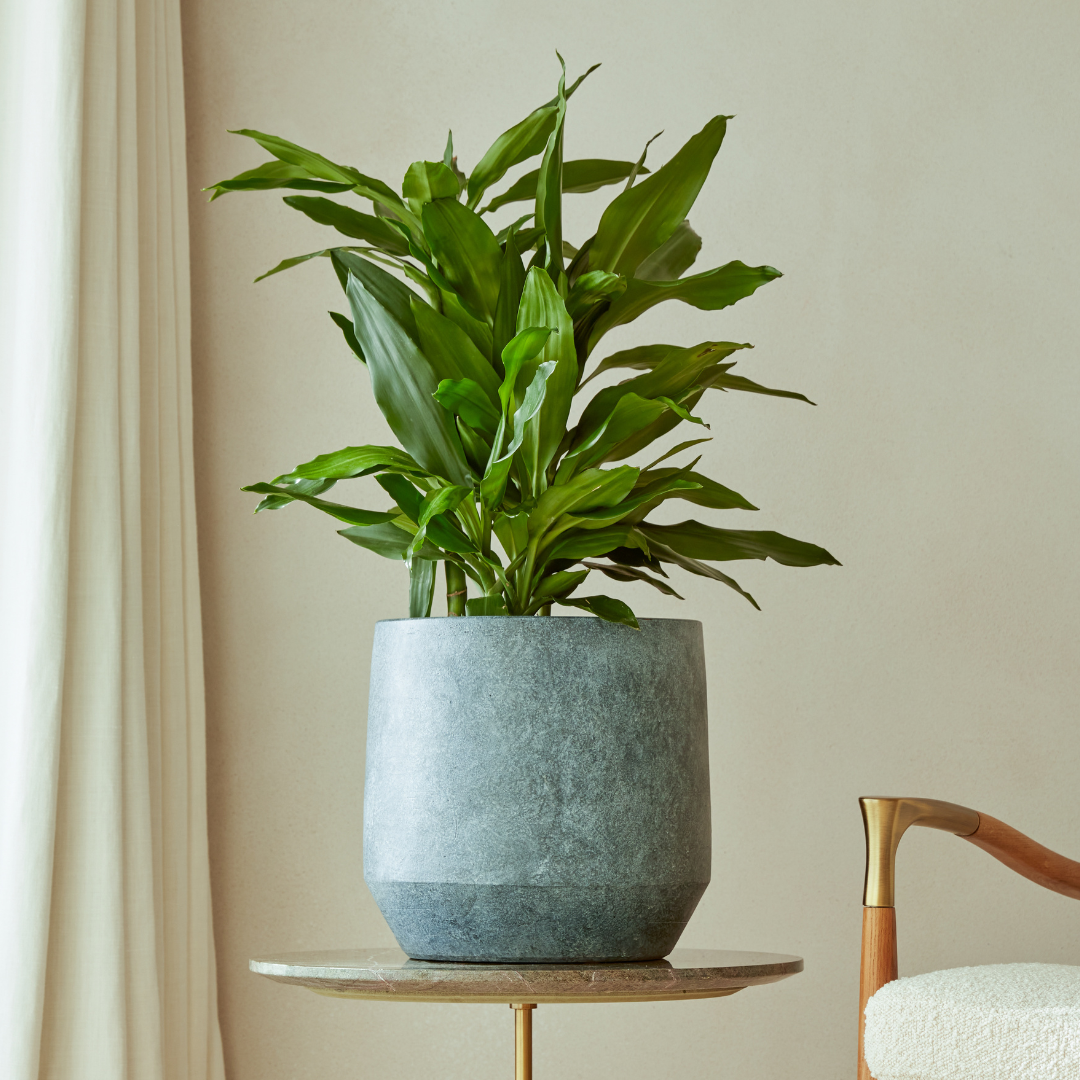 Leandro  Indoor Plant Pot Soft Anthracite