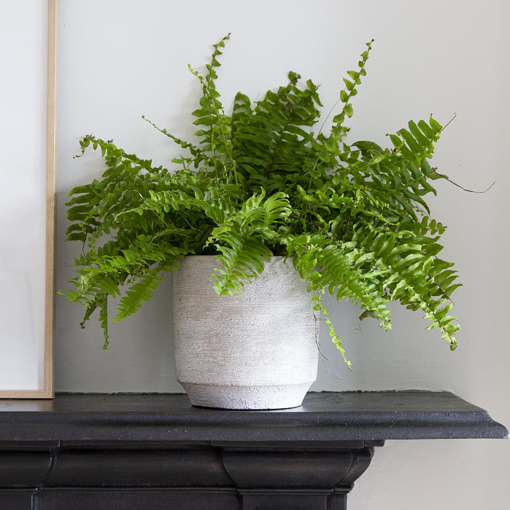 Light Grey Concrete Indoor Plant Pot - W15 X H15 Cm