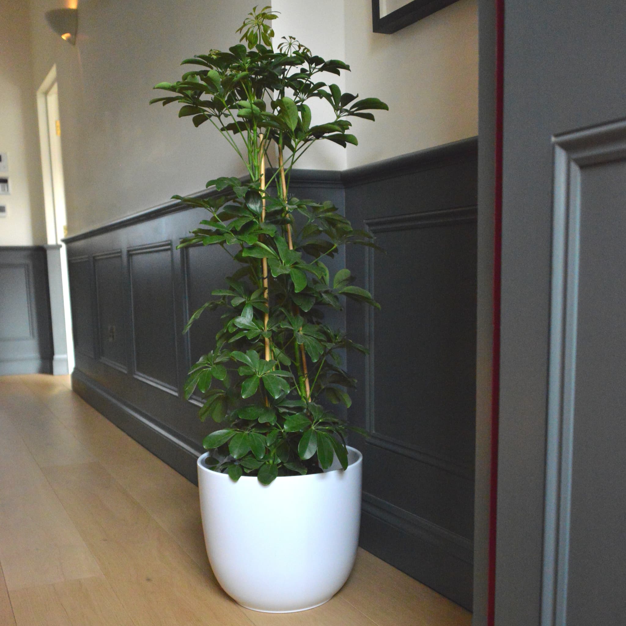Matt White Ceramic Indoor Plant Pot - W22xh20cm