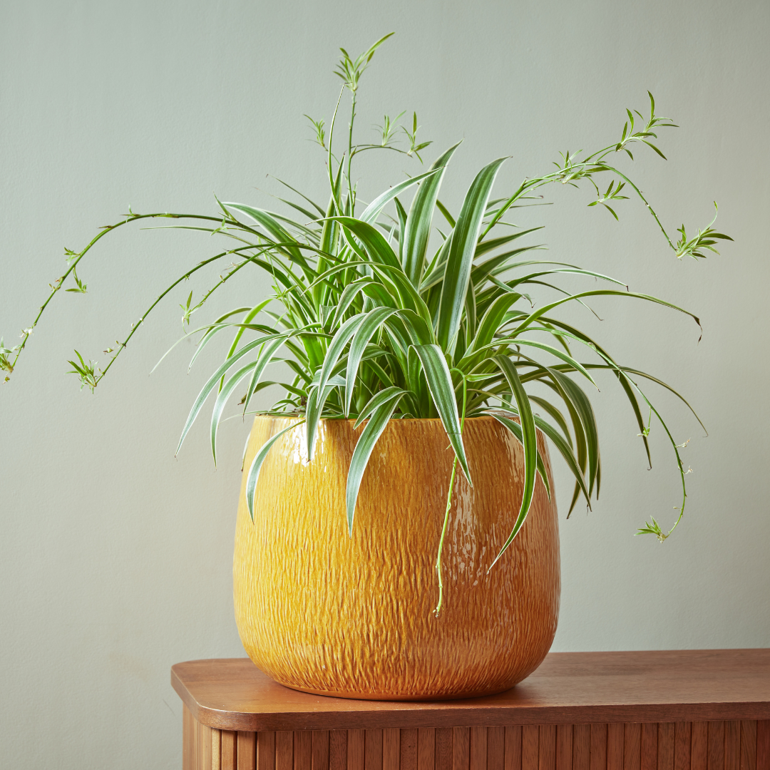 Ramada Bowl  Indoor Plant Pot Yellow
