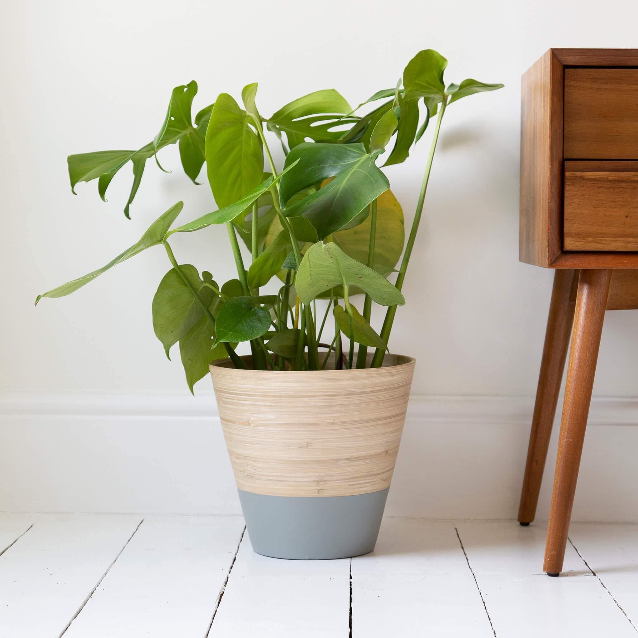 Bamboo Indoor Plant Pot With Grey Band - W30 X H28 Cm