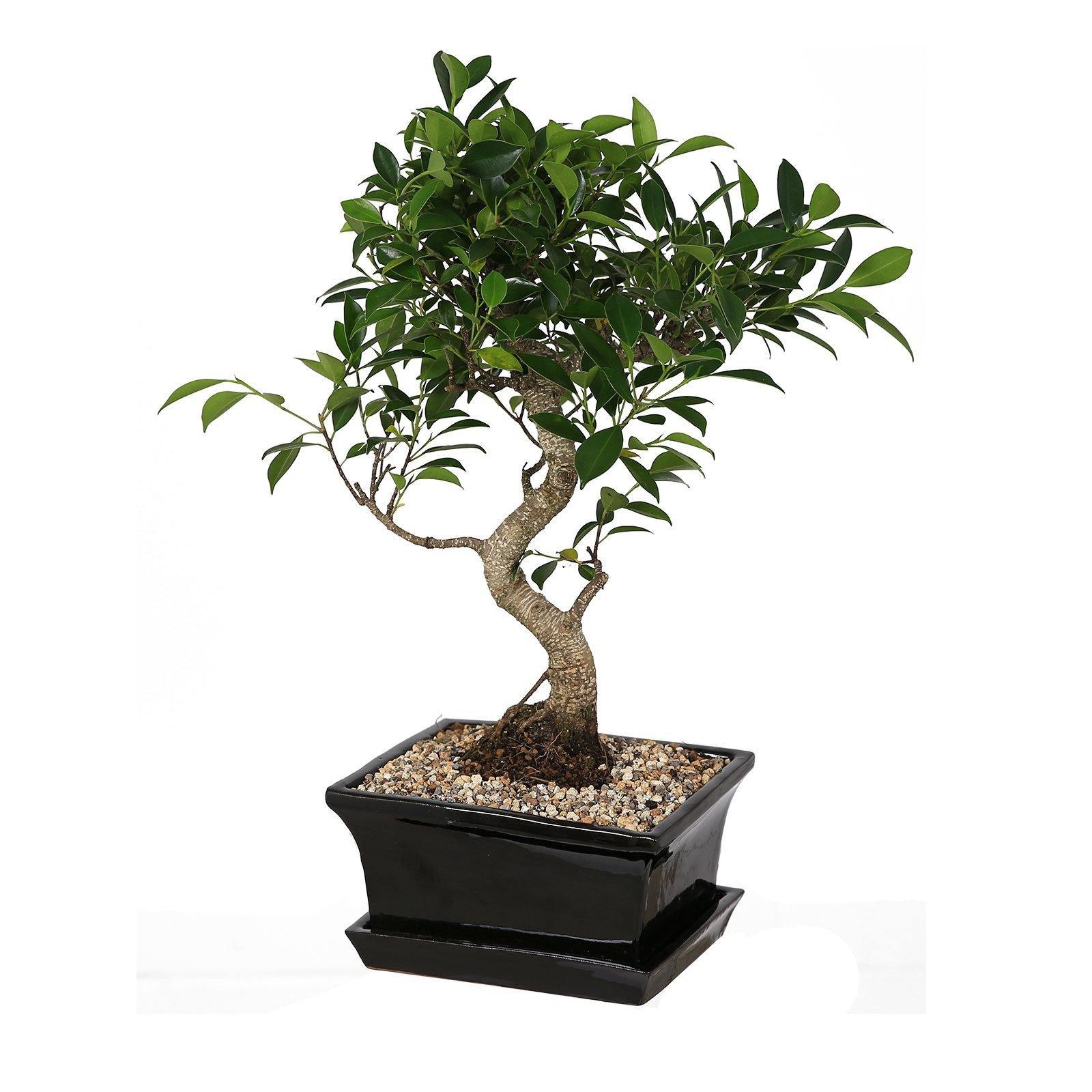 Black Ceramic Rectangular Bonsai Pot With Dish - Large (l21.5 X W18 Cm)